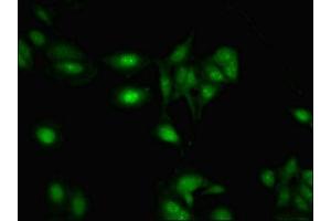 Immunofluorescent analysis of Hela cells using ABIN7168309 at dilution of 1:100 and Alexa Fluor 488-congugated AffiniPure Goat Anti-Rabbit IgG(H+L) (RBMY1A1 antibody  (AA 1-459))