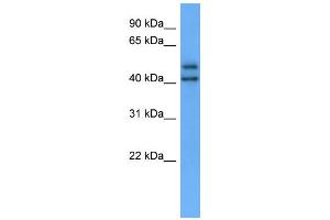 WB Suggested Anti-OPN3 Antibody Titration: 0. (OPN3 antibody  (C-Term))