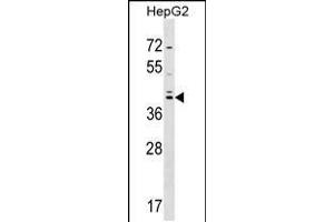 Western blot analysis in HepG2 cell line lysates (35ug/lane). (SOX7 antibody  (C-Term))