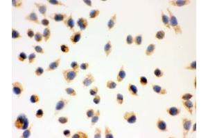 Immunohistochemistry (IHC) image for anti-Hydroxysteroid (17-Beta) Dehydrogenase 10 (HSD17B10) (AA 48-261) antibody (ABIN3031271)