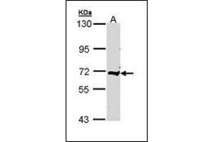 Sample (30 µg of whole cell lysate). (C9 antibody)