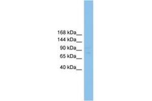 Image no. 1 for anti-Regulatory Factor X, 1 (Influences HLA Class II Expression) (RFX1) (AA 181-230) antibody (ABIN6744549) (RFX1 antibody  (AA 181-230))