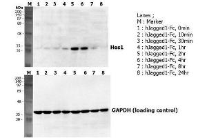 JAG1 Protein (AA 1-1067) (Fc Tag)