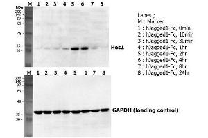 Induction of Hes-1 with the treatment of recombinant human Jagged1-Fc .