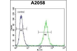 GAB4 Antibody (N-term) (ABIN655462 and ABIN2844990) flow cytometric analysis of  cells (right histogram) compared to a negative control cell (left histogram). (GAB4 antibody  (N-Term))