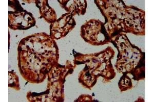 IHC image of ABIN7146688 diluted at 1:300 and staining in paraffin-embedded human placenta tissue performed on a Leica BondTM system. (CHST3 antibody  (AA 316-427))