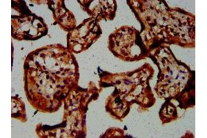 IHC image of ABIN7146688 diluted at 1:300 and staining in paraffin-embedded human placenta tissue performed on a Leica BondTM system. (CHST3 antibody  (AA 316-427))