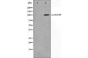 Western blot analysis on mouse brain cell lysate using mGluR8 Antibody,The lane on the left is treated with the antigen-specific peptide. (GRM8 antibody  (C-Term))