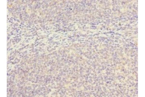 SLC17A3 antibody  (AA 1-125)