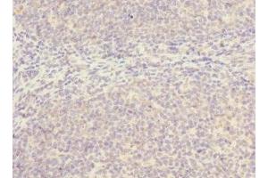 Immunohistochemistry of paraffin-embedded human tonsil tissue using ABIN7169998 at dilution of 1:100 (SLC17A3 antibody  (AA 1-125))
