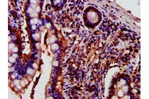 IHC image of ABIN7165707 diluted at 1:700 and staining in paraffin-embedded human small intestine tissue performed on a Leica BondTM system. (PKC eta antibody  (AA 1-678))