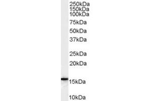 Image no. 1 for anti-Arachidonate 5-Lipoxygenase-Activating Protein (ALOX5AP) (Internal Region) antibody (ABIN374740) (ALOX5AP antibody  (Internal Region))