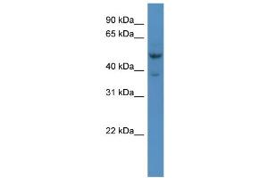 WB Suggested Anti-Hmx3 Antibody Titration:  0. (HMX3 antibody  (Middle Region))