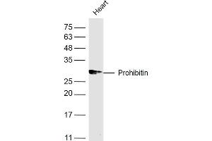 Mouse heart lysates probed with Prohibitin Polyclonal Antibody, Unconjugated  at 1:500 dilution and 4˚C overnight incubation. (Prohibitin antibody  (AA 171-272))