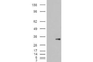 Image no. 2 for anti-WNT1 Inducible Signaling Pathway Protein 1 (WISP1) (C-Term) antibody (ABIN374896) (WISP1 antibody  (C-Term))