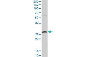 HYI MaxPab rabbit polyclonal antibody. (HYI antibody  (AA 1-174))