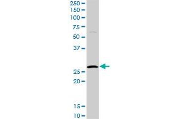 HYI antibody  (AA 1-174)
