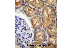 ASS1 Antibody (C-term) (ABIN656537 and ABIN2845801) immunohistochemistry analysis in formalin fixed and paraffin embedded human kidney tissue followed by peroxidase conjugation of the secondary antibody and DAB staining.