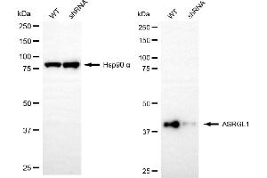 Western blotting analysis using ASRGL1 antibody (ABIN7797661). (ASRGL1 antibody)
