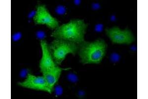 Anti-TUBA3E mouse monoclonal antibody (ABIN2453754) immunofluorescent staining of COS7 cells transiently transfected by pCMV6-ENTRY TUBA3E (RC209279). (TUBA3E antibody)