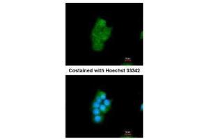 Immunofluorescence (IF) image for anti-Peptidylprolyl Isomerase D (PPID) antibody (ABIN2855754)