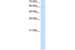 WB Suggested Anti-NPNT Antibody Titration:  0. (Nephronectin antibody  (Middle Region))