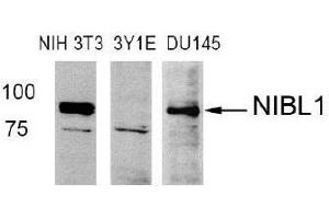 Western blot analysis of extract from NIH3T3 (Mouse), 3Y1E (Rat), DU145 (Human) cells using Niban like protein 1(Ab-712) antibody (E021332). (MEG3 antibody)