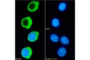 Immunofluorescence staining of fixed RAW264. (Recombinant HVEM antibody)