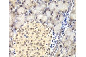 Immunohistochemistry of paraffin-embedded Rat pancreas using PAWR Polyclonal Antibody at dilution of 1:200 (40x lens). (PAWR antibody)