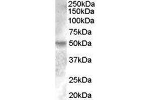 Western Blotting (WB) image for Estrogen-Related Receptor gamma (ESRRG) peptide (ABIN369796)