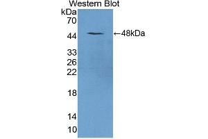 Detection of Recombinant TRDN, Mouse using Polyclonal Antibody to Triadin (TRDN) (Triadin antibody  (AA 344-693))