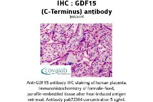 Image no. 1 for anti-Growth Differentiation Factor 15 (GDF15) (C-Term) antibody (ABIN1734659) (GDF15 antibody  (C-Term))