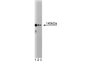 Western Blotting (WB) image for anti-CCCTC-Binding Factor (Zinc Finger Protein) (CTCF) (AA 184-290) antibody (ABIN968758) (CTCF antibody  (AA 184-290))