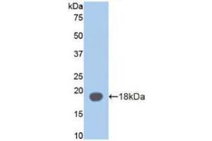 Western blot analysis of recombinant Mouse aZGP1. (AZGP1 antibody  (AA 178-307))