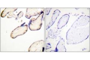 Immunohistochemistry analysis of paraffin-embedded human placenta, using CDC37 (Phospho-Ser13) Antibody. (CDC37 antibody  (pSer13))