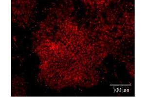 Immunofluorescence analysis of paraformaldehyde-fixed human embryonic stem cell, using OCT3/4 antibody at 1:100 dilution. (OCT4 antibody)