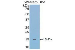 Western Blotting (WB) image for anti-Transforming Growth Factor, beta 1 (TGFB1) (AA 279-390) antibody (ABIN1078600) (TGFB1 antibody  (AA 279-390))