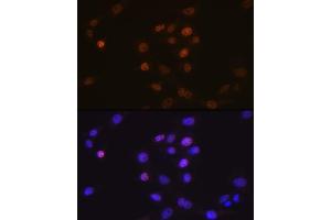 Immunofluorescence analysis of NIH-3T3 cells using Phospholipid Phospholipid Scramblase 1 (PLSCR1) (PLSCR1) Rabbit mAb (ABIN7269354) at dilution of 1:100 (40x lens). (PLSCR1 antibody)