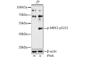 Western blot analysis of extracts of C6 cells, using Phospho-MEK1-pS221 antibody (ABIN3023591, ABIN3023592, ABIN3023593 and ABIN6225431) at 1:1000 dilution. (MEK1 antibody  (pSer221))