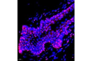 TCEAL3 antibody