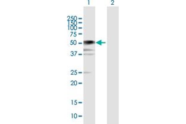 BCCIP antibody  (AA 1-322)