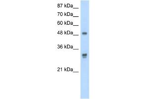 WB Suggested Anti-DDX19B Antibody Titration:  2.