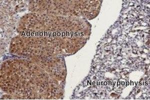 Expression of TRPC3 in rat pituitary gland - Immunohistochemical staining of rat pituitary gland paraffin embedded sections using Anti-TRPC3 Antibody (ABIN7043820, ABIN7043966 and ABIN7043967), (1:100).