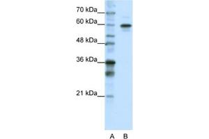 Western Blotting (WB) image for anti-Heterogeneous Nuclear Ribonucleoprotein L-Like (HNRPLL) antibody (ABIN2462327) (HNRPLL antibody)