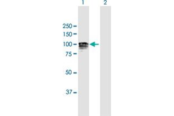 GANAB antibody  (AA 1-944)