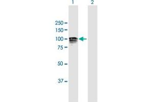 Western Blot analysis of GANAB expression in transfected 293T cell line by GANAB MaxPab polyclonal antibody. (GANAB antibody  (AA 1-944))