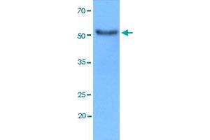 Western blot analysis of MCF7 cell lysate using HEXA monoclonal antibody, clone AT20F1  at 1:3000 dilution. (Hexosaminidase A antibody  (AA 89-529))