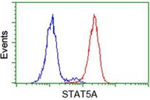 Flow cytometric analysis of HeLa cells with STAT5A monoclonal antibody, clone 9F7  (Red).