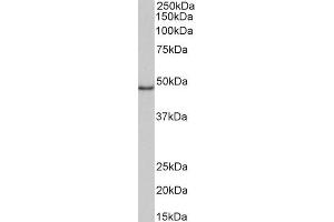 ABIN5539819 (1µg/ml) staining of Daudi lysate (35µg protein in RIPA buffer). (CD40 antibody  (Internal Region))