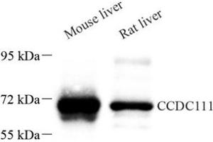 Western blot analysis of CCDC111 (ABIN7073534) at dilution of 1: 500